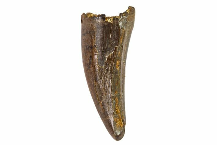Small Theropod (Raptor) Tooth - Montana #106936
